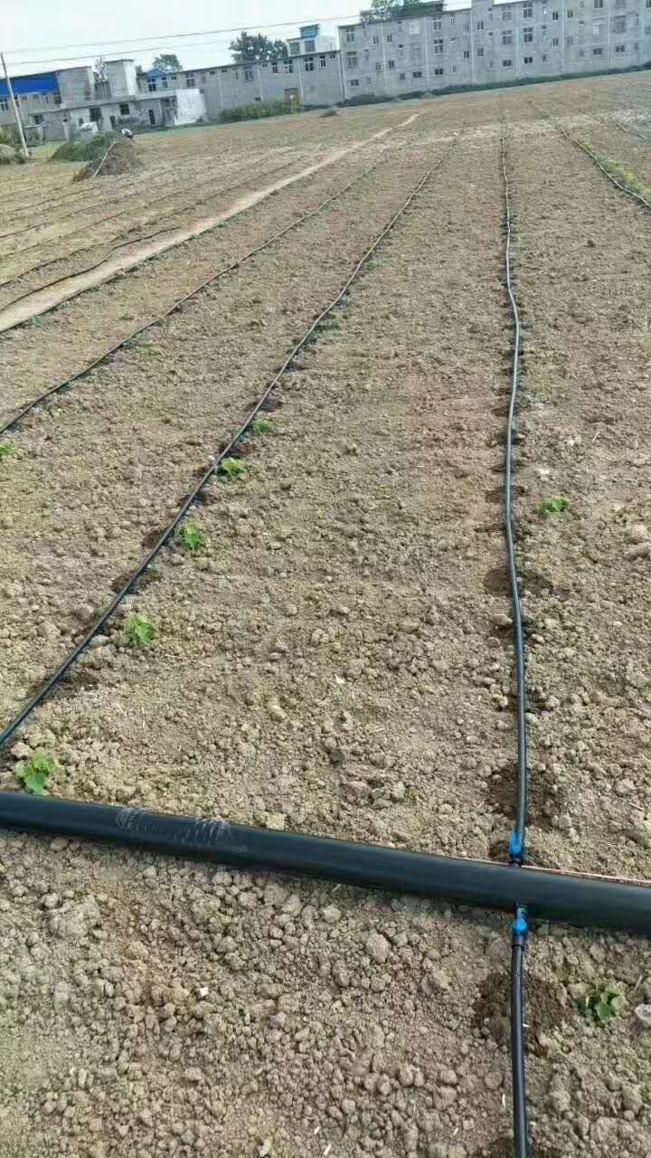 内蒙古冬季大棚蔬菜种植浇灌注意事项