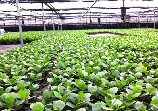 水肥一体化内蒙古灌溉原理，滴灌、喷灌水肥一体化应用