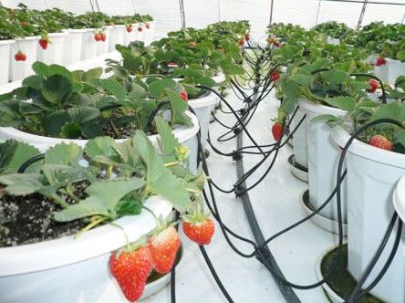 内蒙古滴灌管在大棚种植中的应用